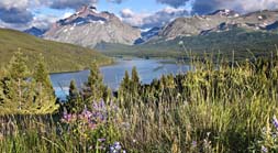 Glacier Wildflowers